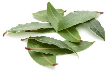 are bay leaves good for dogs