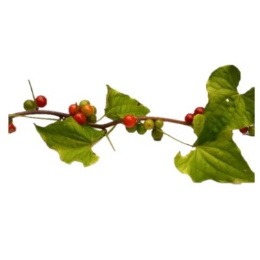 can dogs eat black bryony