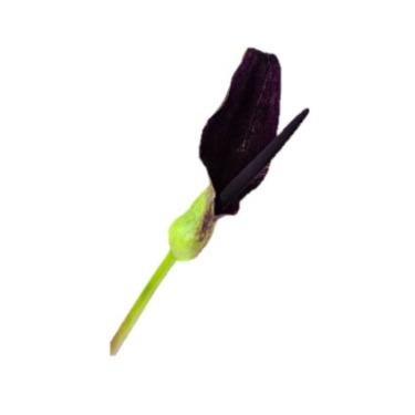 can dogs eat black calla