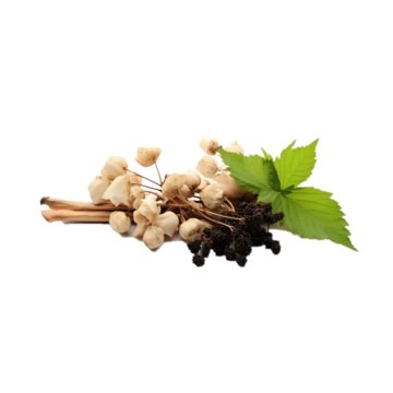 can dogs eat black cohosh