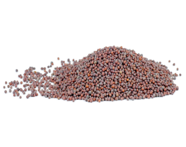 can dogs eat black mustard seeds