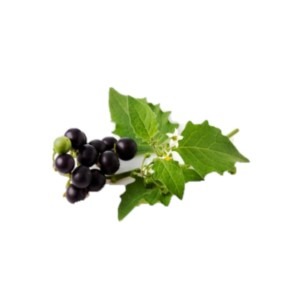 can dogs eat black nightshade