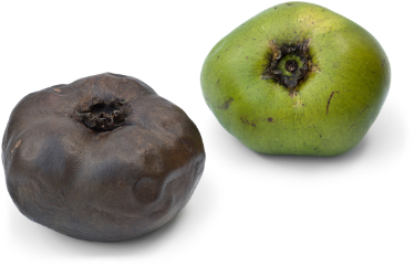 can dogs have black sapote