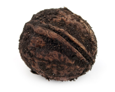 how much black walnut should i give my dog