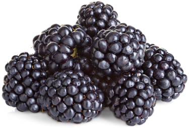 can dogs eat blackberries