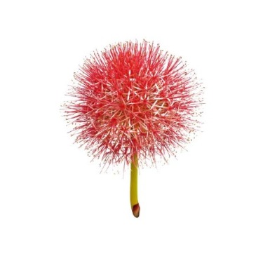 can dogs eat blood lily
