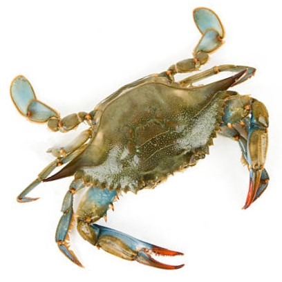 can dogs have blue crab