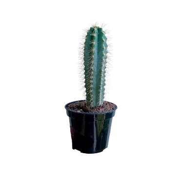 can dogs eat blue torch cactus