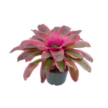 can dogs eat blushing bromeliad