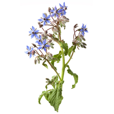 can dogs eat borage