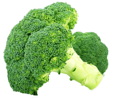 can pomeranians eat broccoli