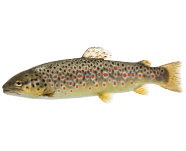 can dogs eat brown trout