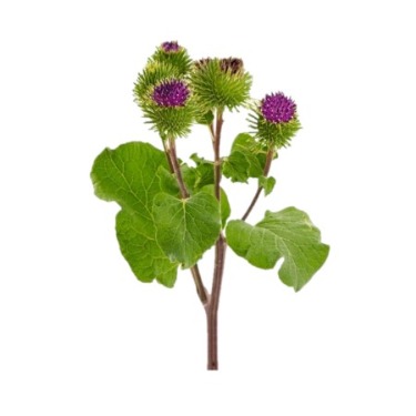 can dogs eat burdock