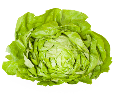 can dogs have butterhead lettuce