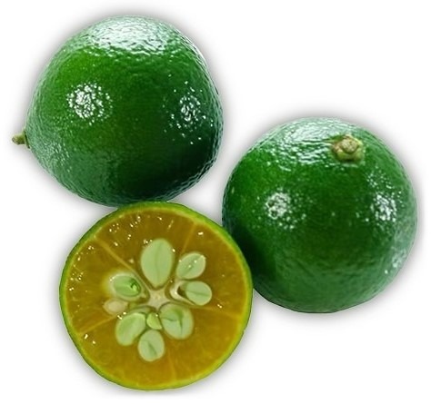 can dogs have calamansi