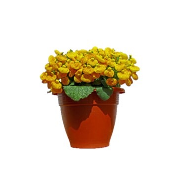 can dogs eat calceolaria
