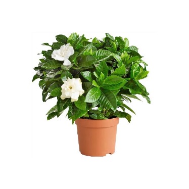 can dogs eat cape jasmine