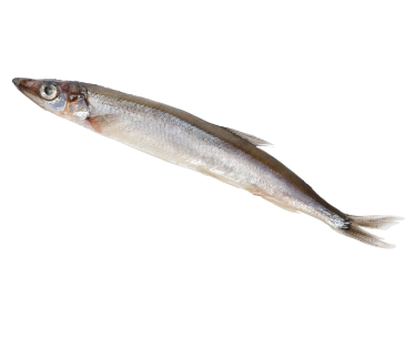 can dogs eat capelin