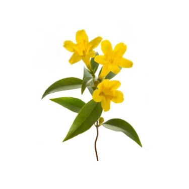 can dogs eat carolina jessamine