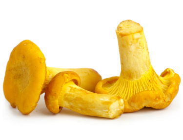 can dogs eat chanterelle mushrooms