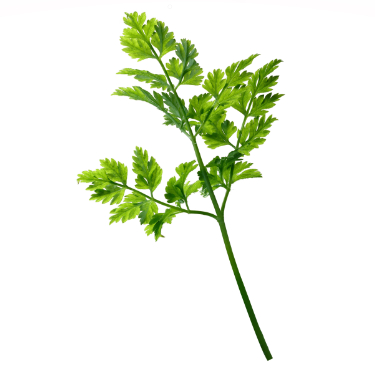 can dogs eat chervil