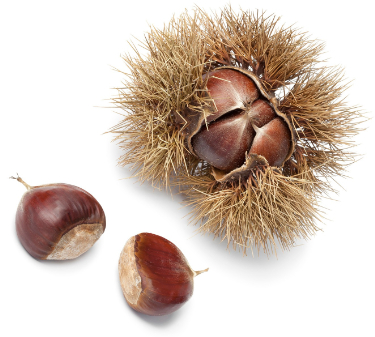 are chestnuts poisonous to dogs