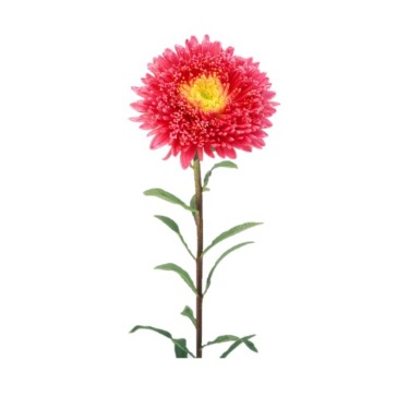 can dogs eat china aster