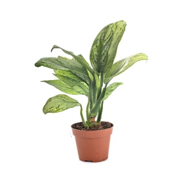 can dogs eat chinese evergreen