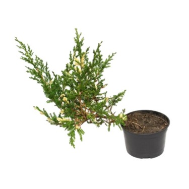 can dogs eat chinese juniper