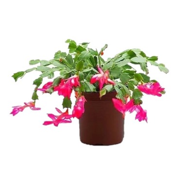 can dogs eat christmas cactus