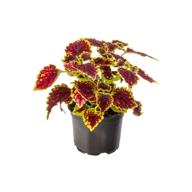 can dogs eat coleus