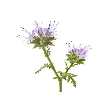 can dogs eat common phacelia