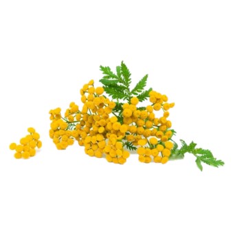 can dogs eat common tansy