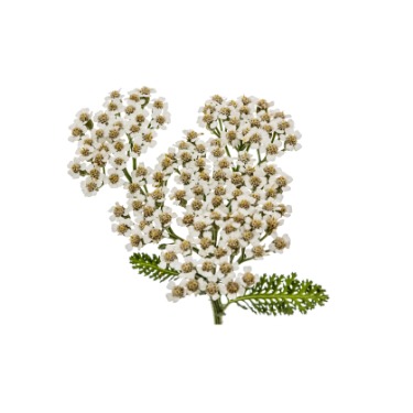 can dogs eat common yarrow