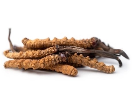 can dogs eat cordyceps