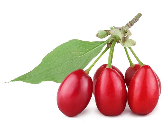 can dogs have cornelian cherries