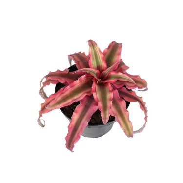 can dogs eat cryptanthus