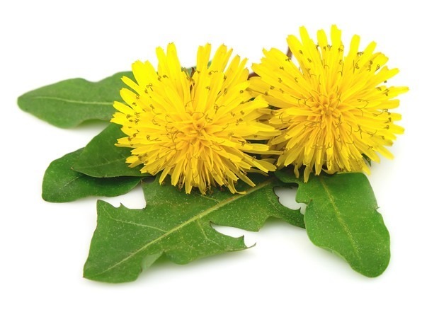 are dandelion flowers bad for dogs
