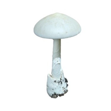 can dogs eat destroying angel