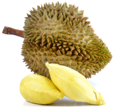 Durian can dog eat DogsHint