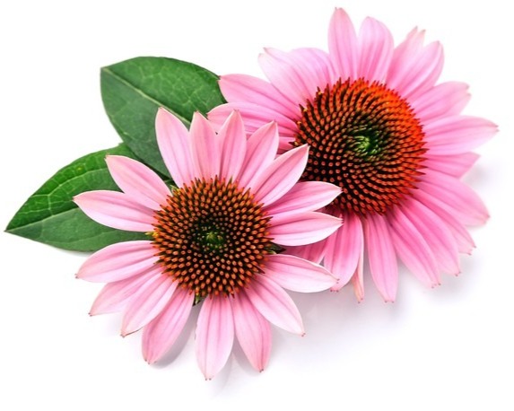 can dogs have echinacea