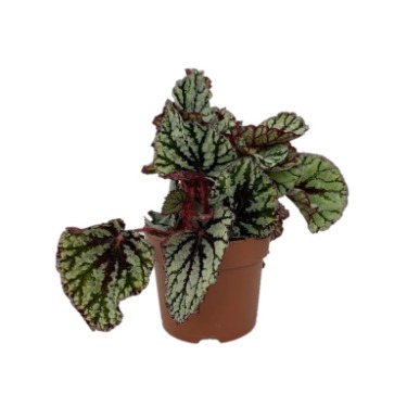 can dogs eat elephant ear begonia