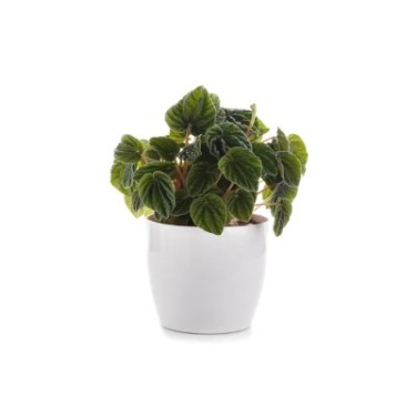 can dogs eat emerald ripple peperomia