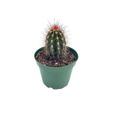 can dogs eat engelmann’s hedgehog cactus