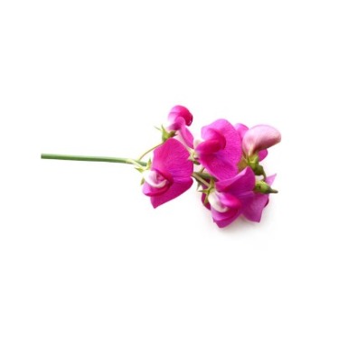 can dogs eat everlasting pea