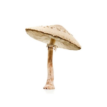 can dogs eat false parasol mushroom