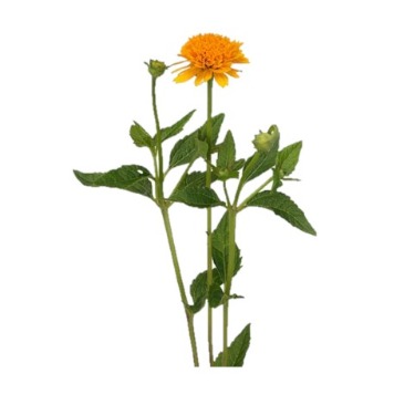 can dogs eat false sunflower