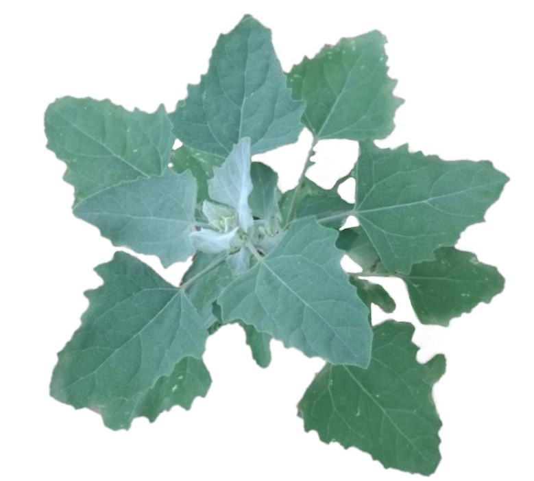 can dogs eat lambs quarters