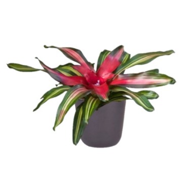 can dogs eat fingernail bromeliad