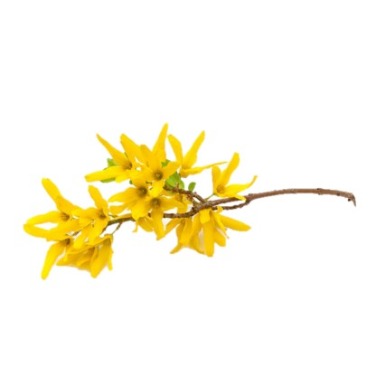 can dogs eat forsythia